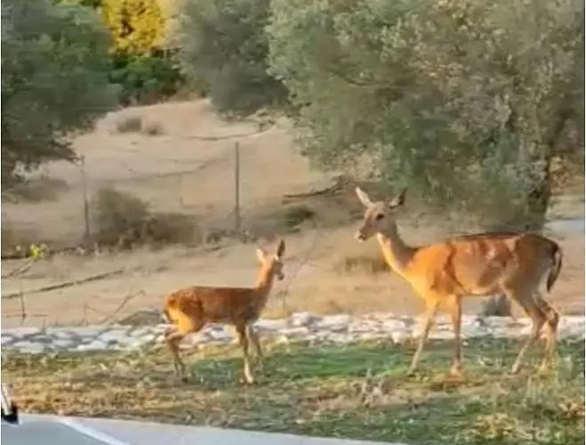 Elena's Country & Сasa de vacaciones Kalithies