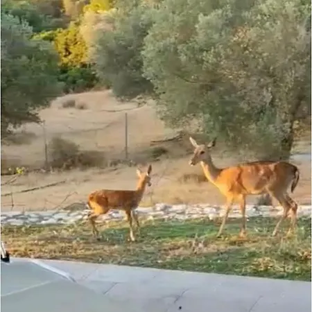 Elena's Country & Holiday home Kalithies